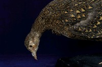藍腹鷴藏品圖，第2張